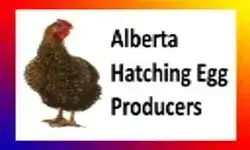 Alberta Hatchery Eggs For XXL